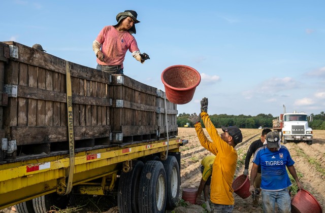 Farm Labour Services